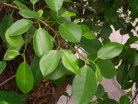 去殯儀館沒有榕樹葉|避邪植物能去晦氣？3植物有效防卡陰，簡單3步驟教你如何避邪｜ 